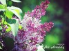 Alyva paprastoji ,Princessa Sturdza' (lot. Syringa vulgaris)